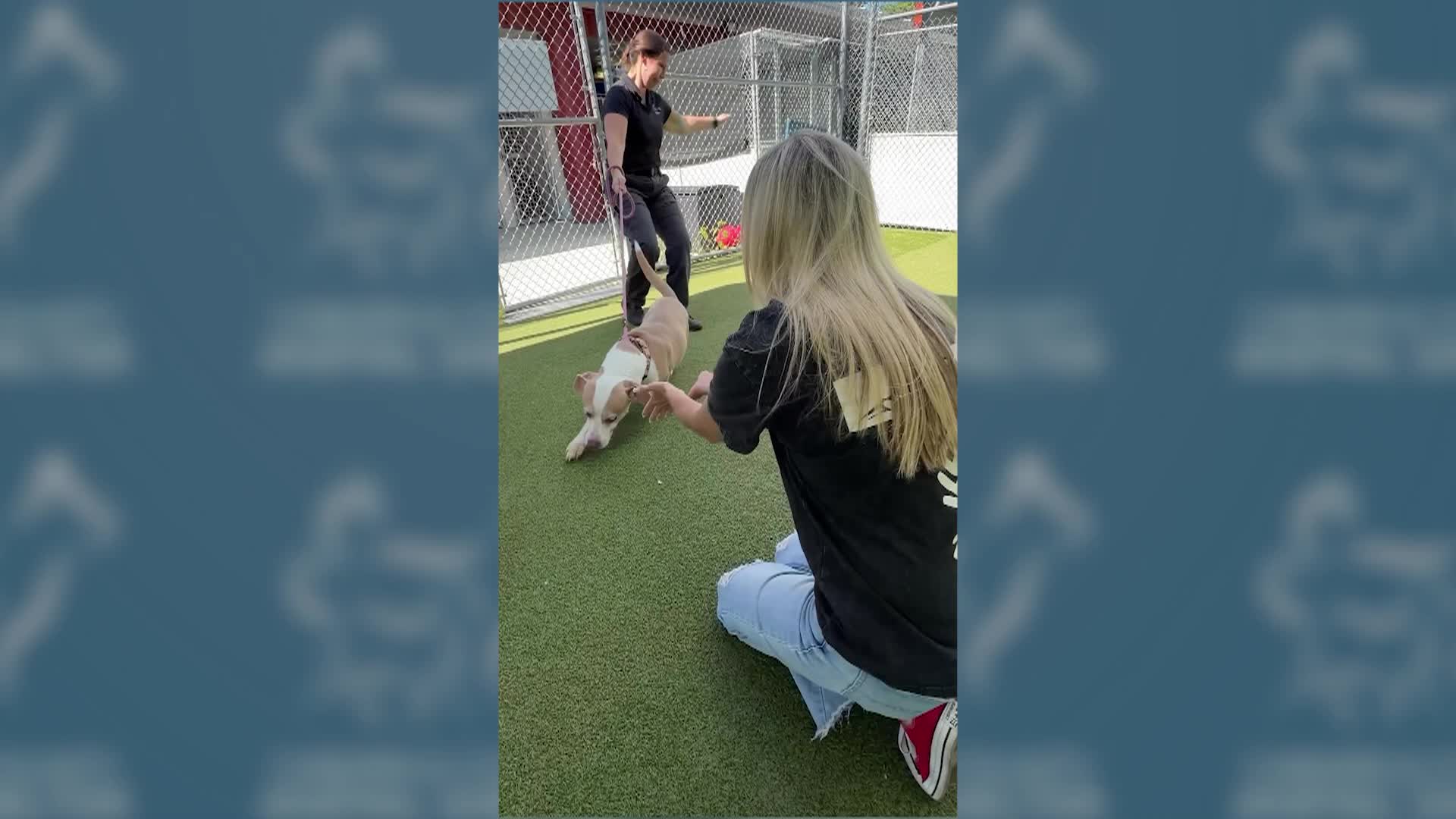 Animal Shelter Adoptions with Laura