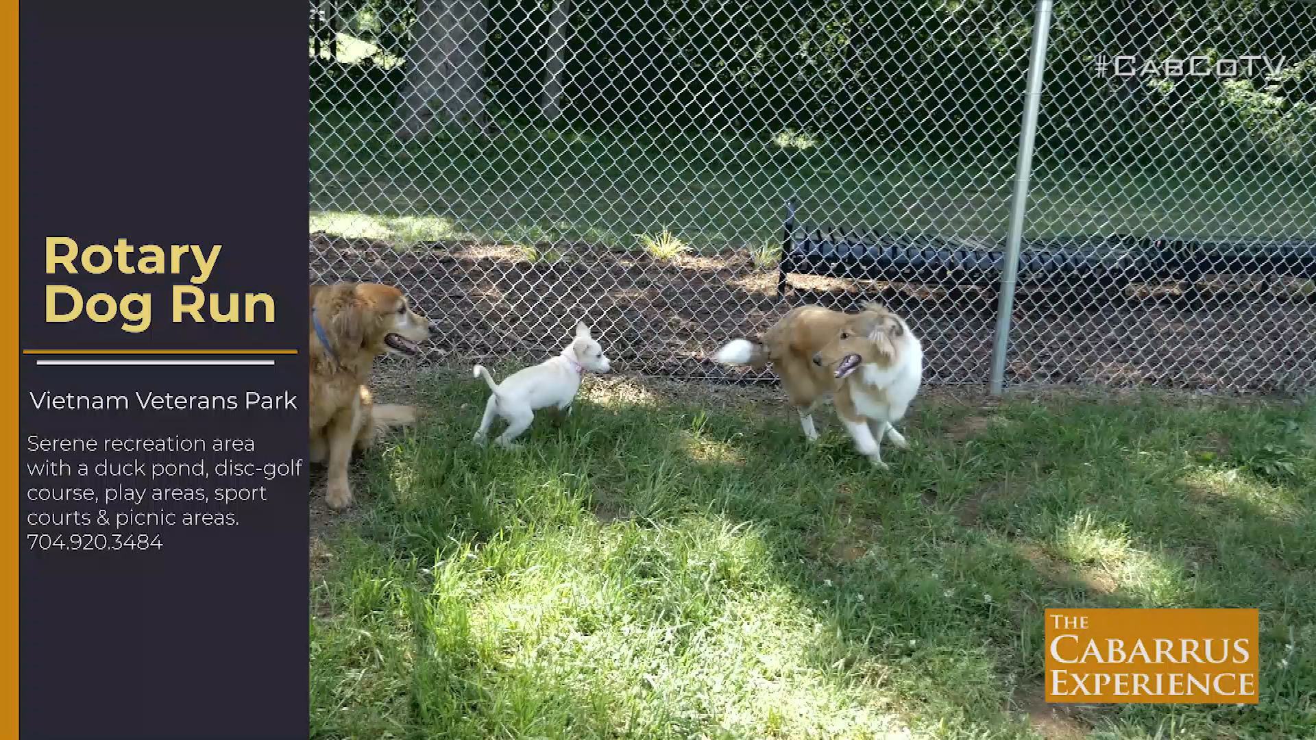 Cabarrus Experience - Dog Run