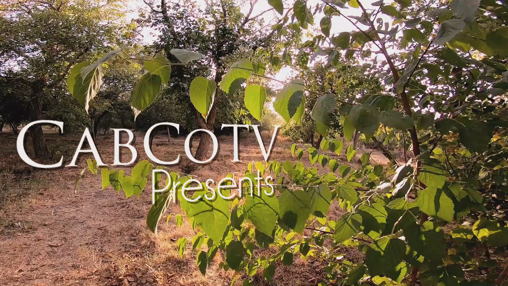 Cabarrus Experience McEachern Greenway